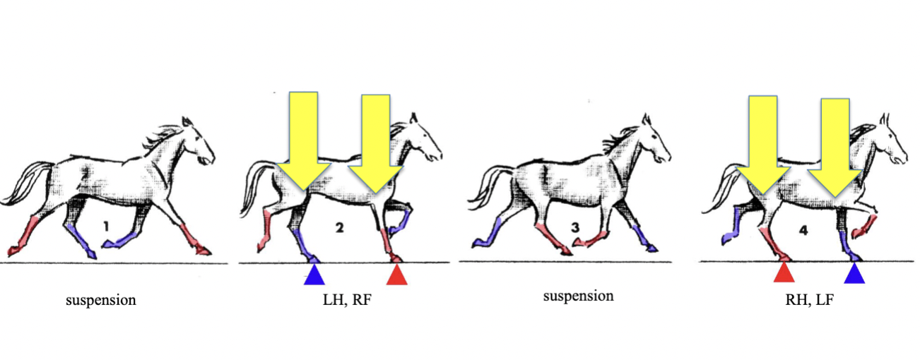 <p>2 beat, symmetrical, diagonal limbs strike together, brief moment of suspension (phase 1/3 - called passage)</p>