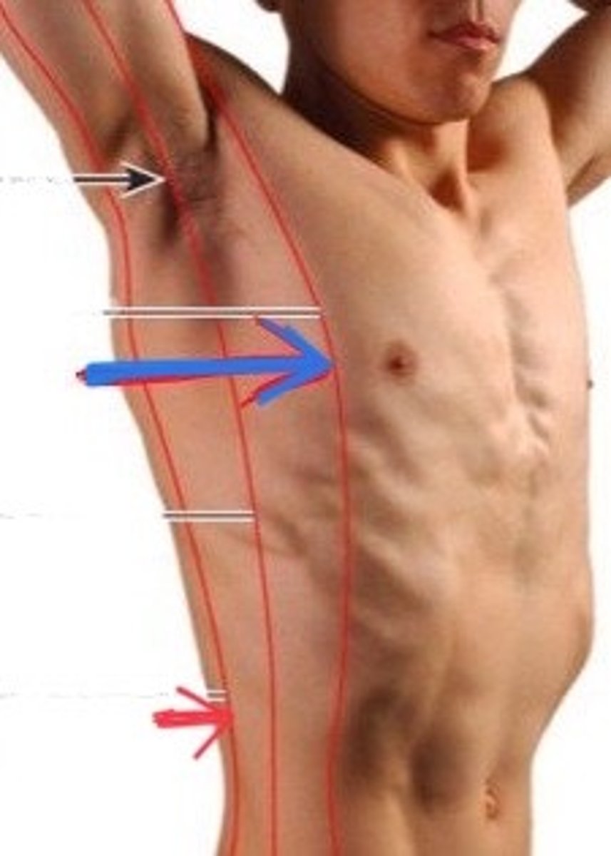 <p>imaginary line that runs vertically downward from the anterior axillary fold</p>