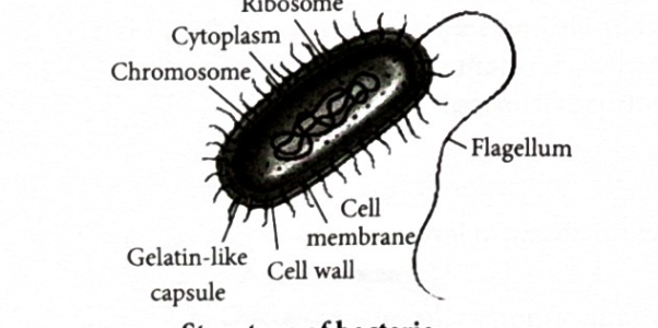 <p>outermost covering is<strong> cell wall</strong>. No well developed <strong>nucleus</strong> though chromosomes(nuclear material) are present in <strong>cytoplasm </strong>the jelly like substance in the cell. The cell is covered with a gelatin-like material called <strong>capsule</strong>. some bacteria have <strong>flagella</strong>, they are thread-ish structures for moving</p>