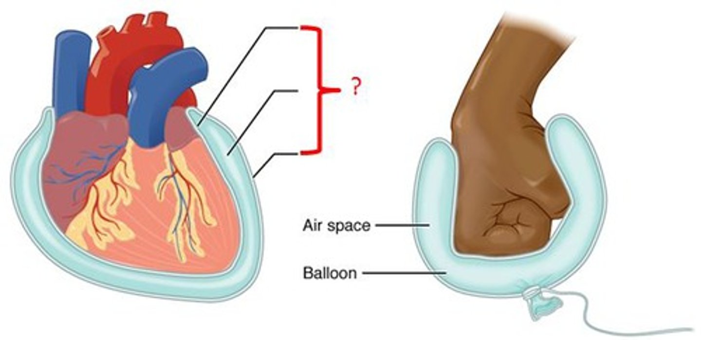 <p>thin layer of tissue that covers internal body cavities and secretes a fluid that keeps the membrane moist; also called serosa</p>