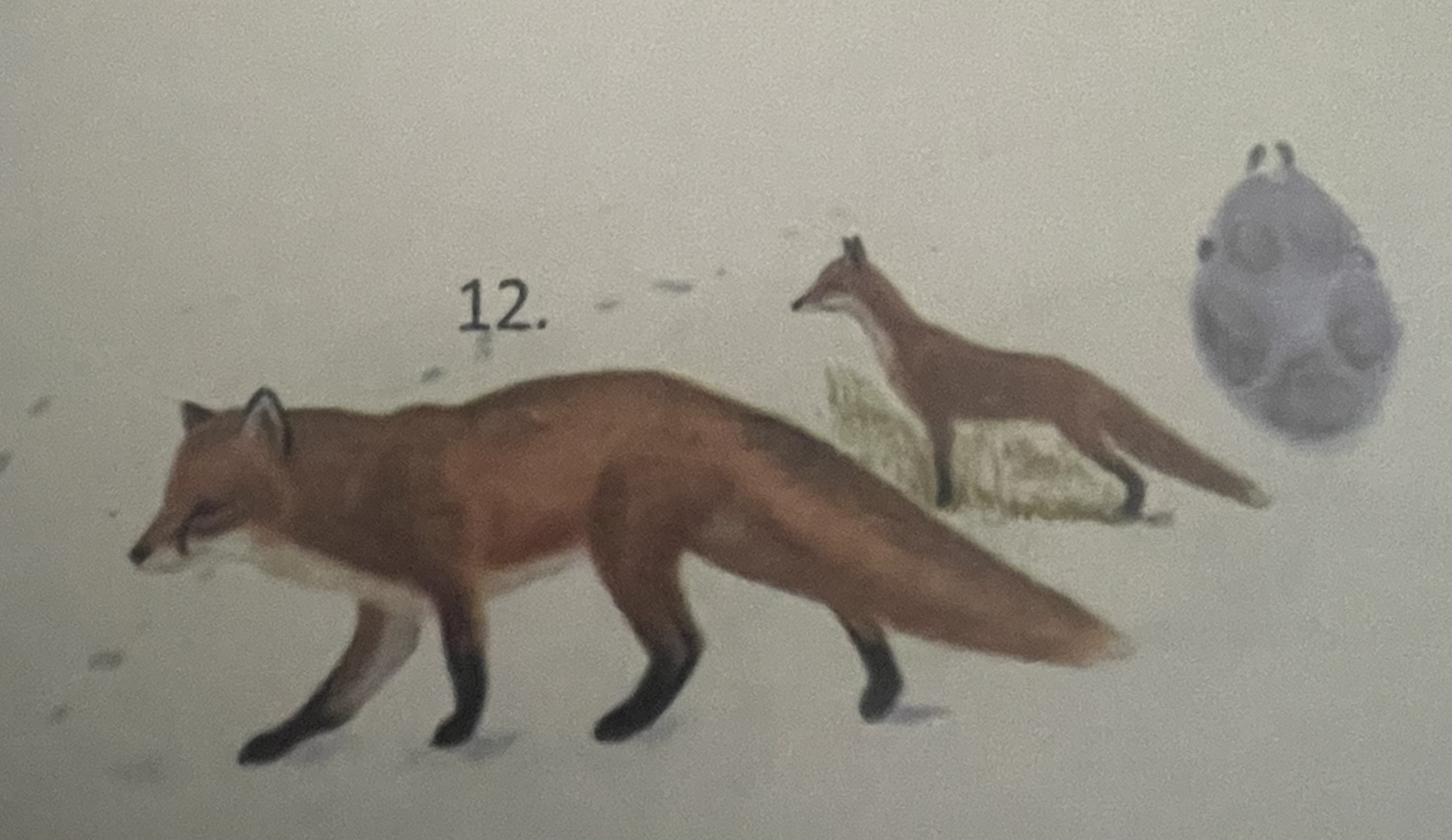 <p>mikä eläin</p>