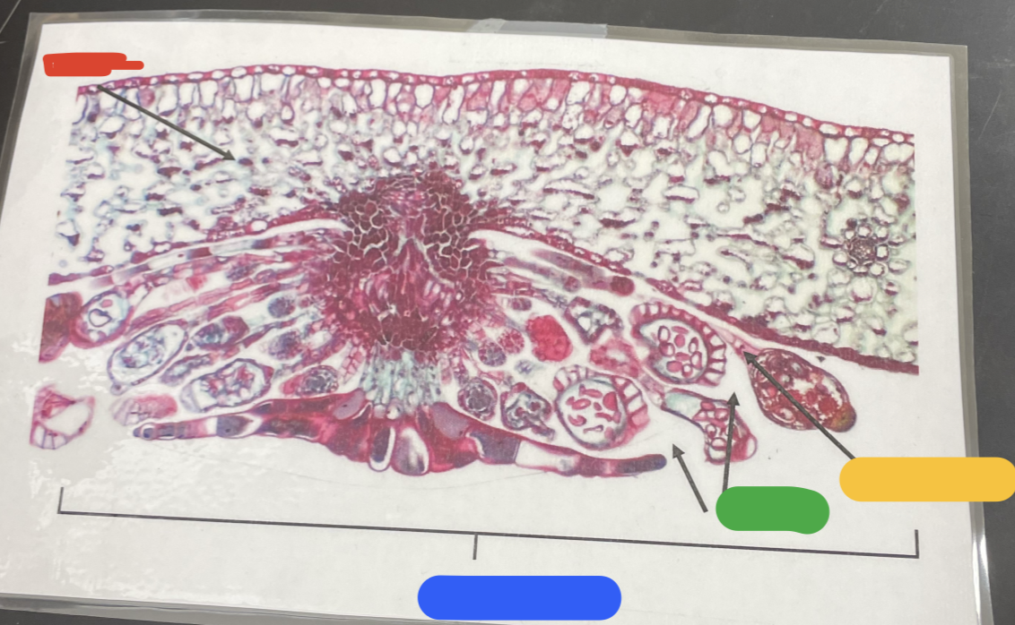 what is the __**GREEN?**__