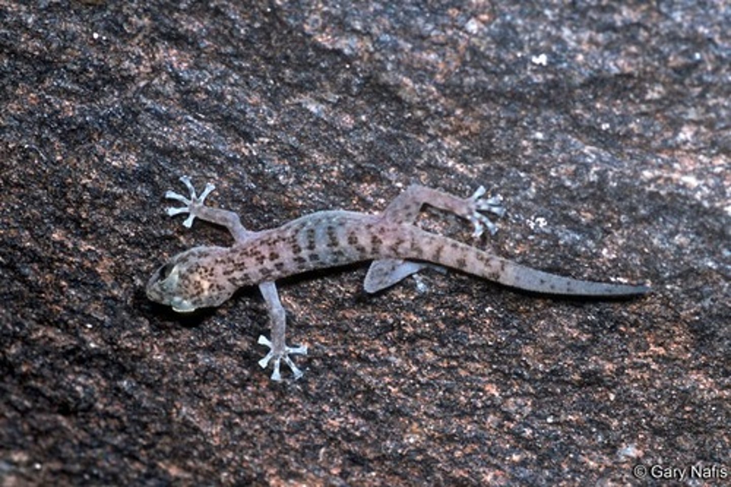 <p>Gecko</p><p>Comprised of six species in the archipelago, five of which are endemic.</p><p>Members of this genus are the most common gecko in Galapagos.</p>