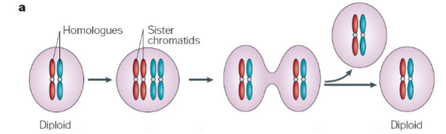 <p>somatic cells (daughter cells identical to parent)</p>