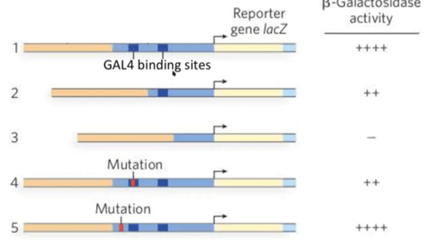 <p>promoter bashing - deleting segments of a promoter for a gene of interest that is connected to lacZ</p><p>measure beta-gal activity after different deletions</p>