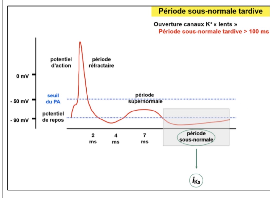 <figure data-type="blockquoteFigure"><div><blockquote><p>>100 ms avant retour au potentiel de repos.</p></blockquote><figcaption></figcaption></div></figure><p></p>