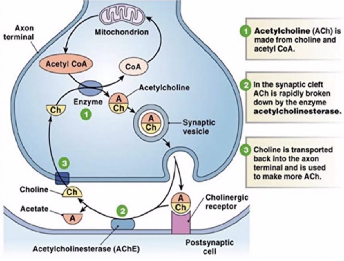 <p>Síntesis de ACh/Pasos:</p>