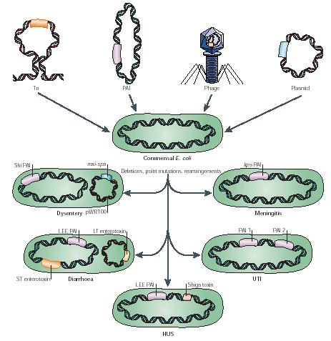 <p>It <strong>expresses different virulence genes</strong>, which can be transferred via <strong>mobile genetic elements</strong>.</p>