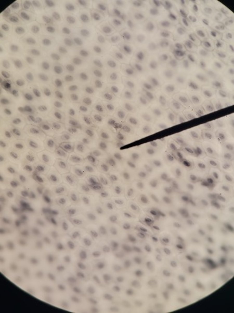 <p>Identify Tissue Type</p>