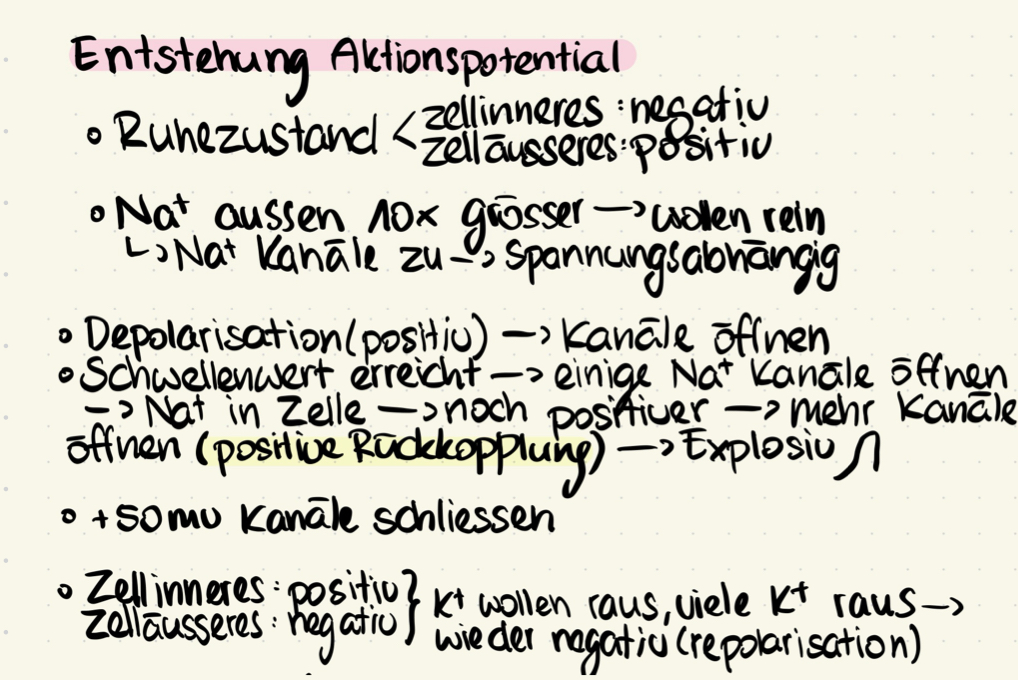 <p>Bild Kurve Goodnotes</p>