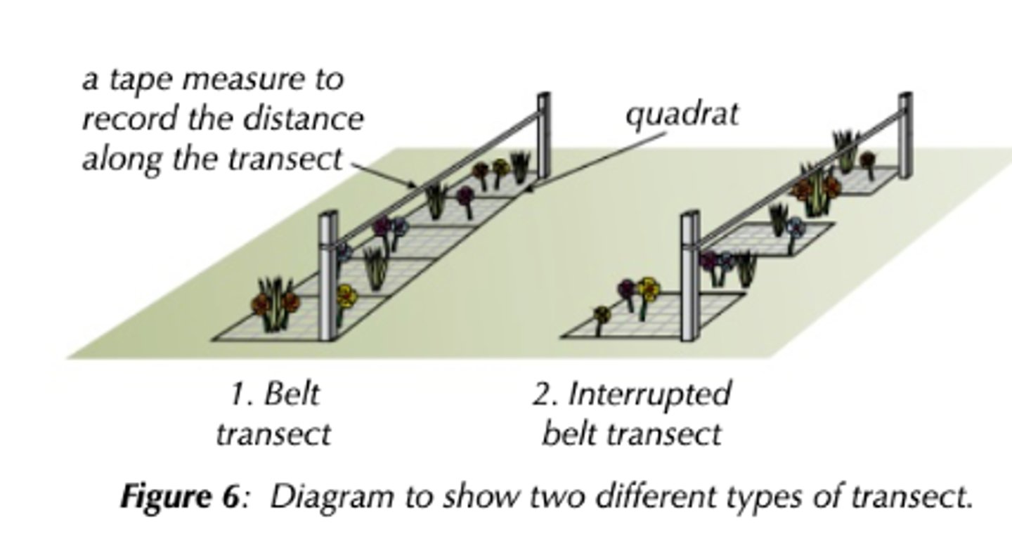 <p>- <strong>Belt transects:</strong> quadrats placed next to each other along transect to work species frequency and percentage cover along transect</p><p></p><p>- <strong>Interrupted belt transects</strong>: instead of investigating whole transect you can take measurements using a quadrat placed at regular intervals, e.g. every two metre. This can make it easier to cover a large distance. (faster but give you less information than a belt transect)</p>
