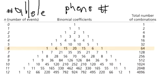 <p>What plant heights are expected in the F2 generation, and at what frequencies?<br><br>Line A has genotype A1A1B1B1C1C1 = 54 cm <br>Line B has the genotype A2A2B2B2C2C2 = 24 cm</p>