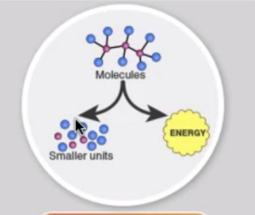 <p>release energy by breaking down complex molecules into simpler compounds.</p>