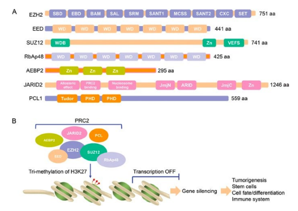 <p>requires an enzyme EZH2 which functions in a complex called PRC2</p><ul><li><p>complex adds 3 methyl groups onto K27 which ultimately results in deactivating transcription</p></li></ul><p></p>