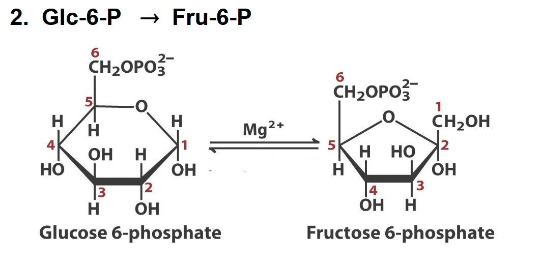 <p>what enzyme</p>