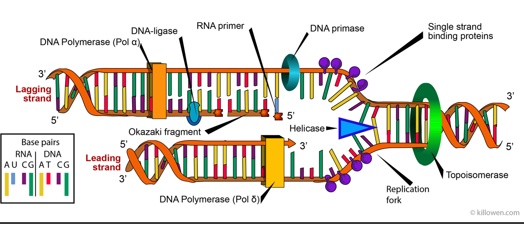 knowt flashcard image