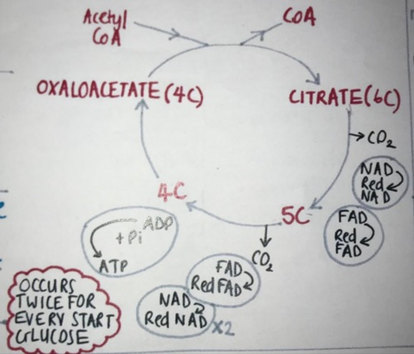 <ol><li><p>The two-carbon (2C) acetyl CoA merges with a 4C molecule to create a 6C molecule.</p></li><li><p>The 6C&nbsp;molecule is decarboxylated, releasing two molecules of carbon dioxide.</p></li><li><p>The 6C&nbsp;molecule is also dehydrogenated (oxidised), releasing hydrogens that reduce NAD and FAD.</p></li><li><p>For each acetyl CoA that enters the cycle, one ATP (or GTP in some organisms) is synthesised directly via substrate-level phosphorylation.</p></li><li><p>The 4C molecule is regenerated for the next turn of the cycle.</p></li></ol><p></p>