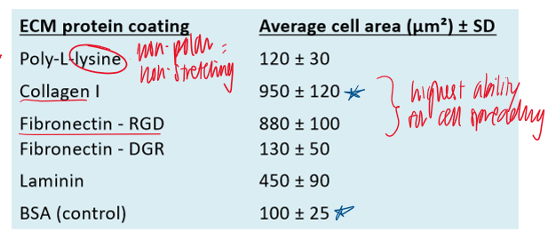 <p>fibroblasts were cultured on dishes coated with different ECM proteins. aftr 2 hours, the average cell spreading area was measured using fluorescence microscopy and image analysis. which of the following conclusions is best supported by these data? </p>