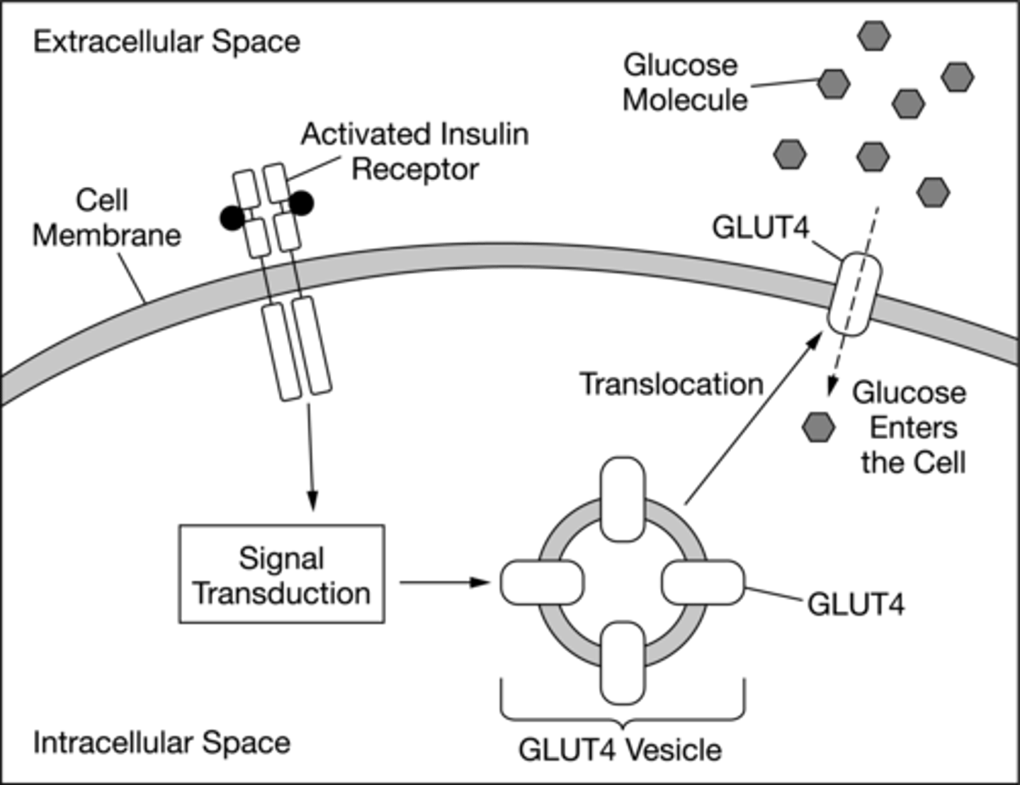 <p><strong>B. </strong>The storage of GLUT4 in vesicles inside the cell will increase.</p>