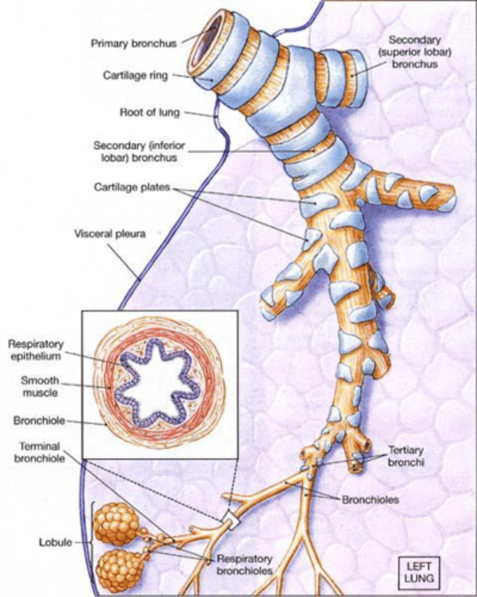 <p>Trachea, primary bronchi, secondary bronchi, tertiary bronchi, and terminal bronchioles.</p>