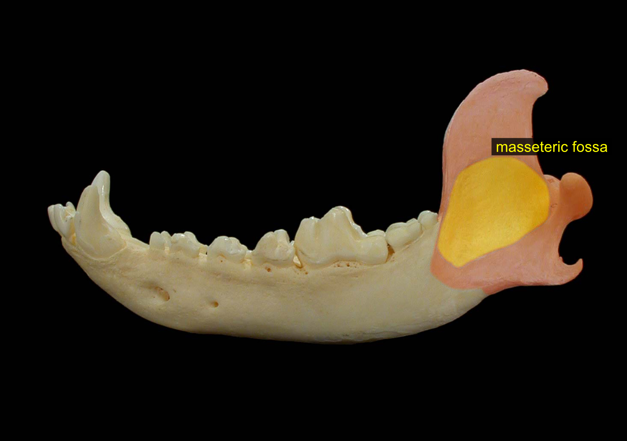 <p>divot in the middle of the ramus, holds masseter muscle</p>