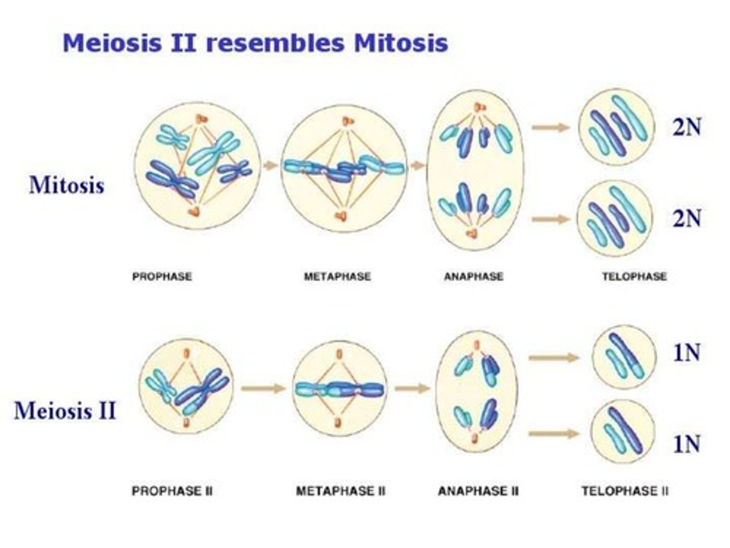 <p>True. Meiosis II is like Mitosis in that the number of chromosomes are conserved.</p>