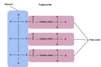 <p>Looks like a letter “E” (when the phosphate head is not included in the diagram). </p>