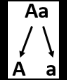 When the chromosomes line up randomly, single file and the chromatids separate randomly so that each gamete receives a single copy of each allele, resulting in unique allele combinations.
