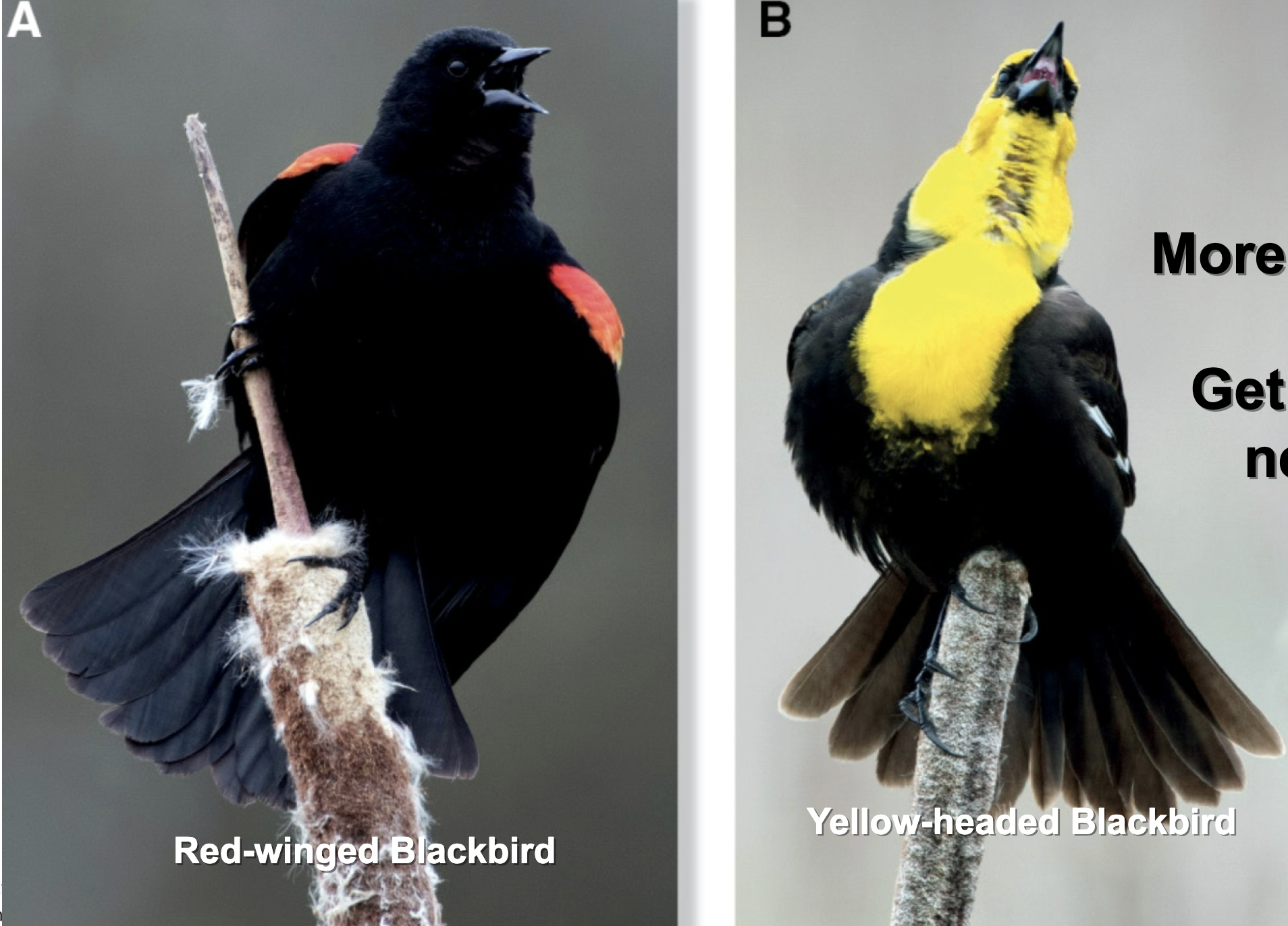 <p>More dominant species coexisting in an ecosystem get preferred resources.</p>