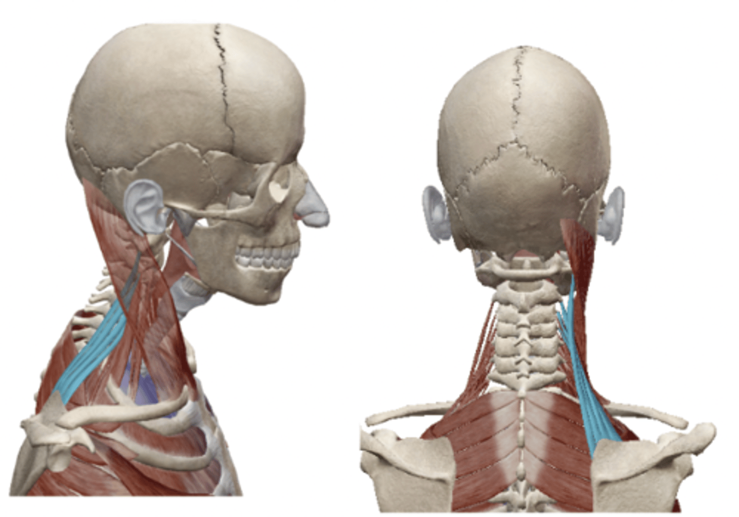 <p>What is the OIA of levator scapulae</p>