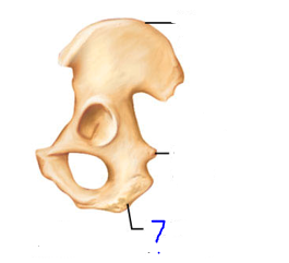 <p>Projections that are sites of muscle &amp; ligament attachment</p><ul><li><p>Large rounded projection; may be roughened</p></li></ul>