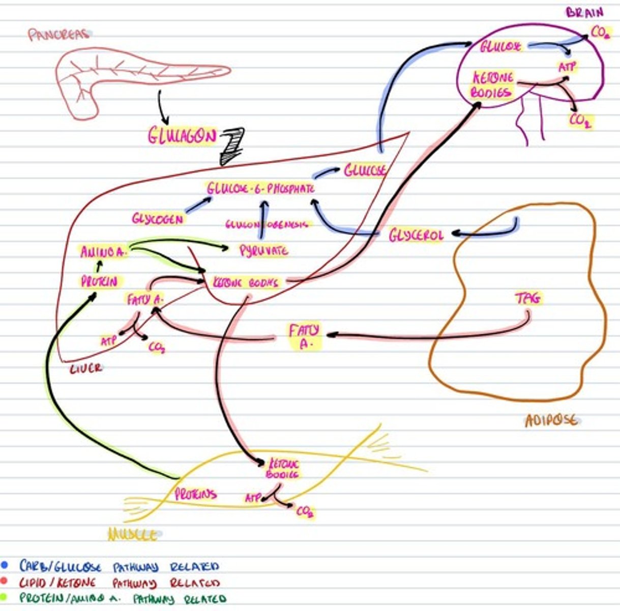 knowt flashcard image