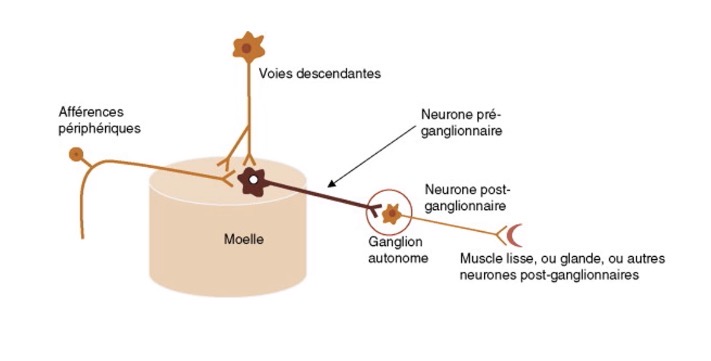 <p>Dans le SNC, il reçoit et intègre des messages périphériques et encéphaliques et commande les effecteurs viscéraux via les ganglions</p>