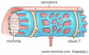 <p>invaginações do sarcolema que penetram a fibra muscular, conduzindo o potencial de ação da superfície para o interior da célula</p>