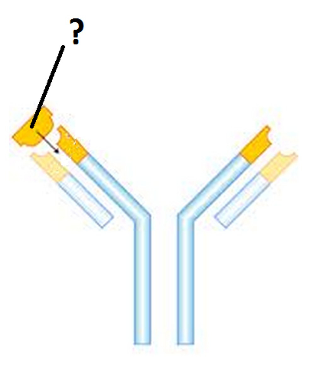 <p>Chemical that stimulates lymphocytes to produce antibodies, have specific shapes, so specific antibodies which fit the specific shapes of the antigens are needed</p>