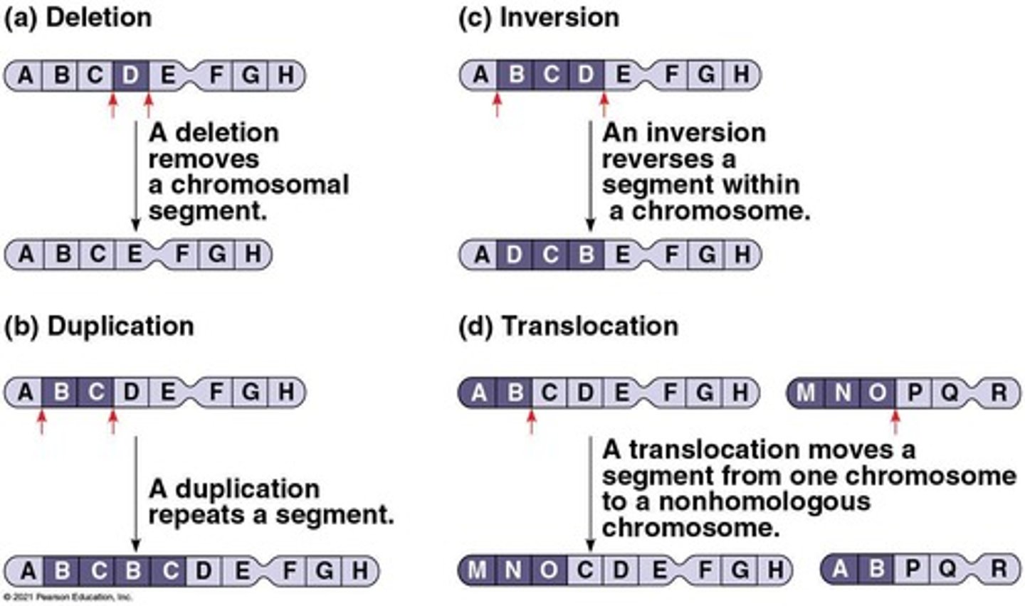 <p>Deletion, duplication, inversion, and translocation.</p>