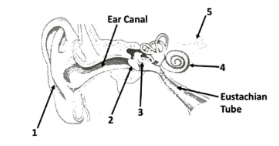 <p>What is the name and function of 3? </p>