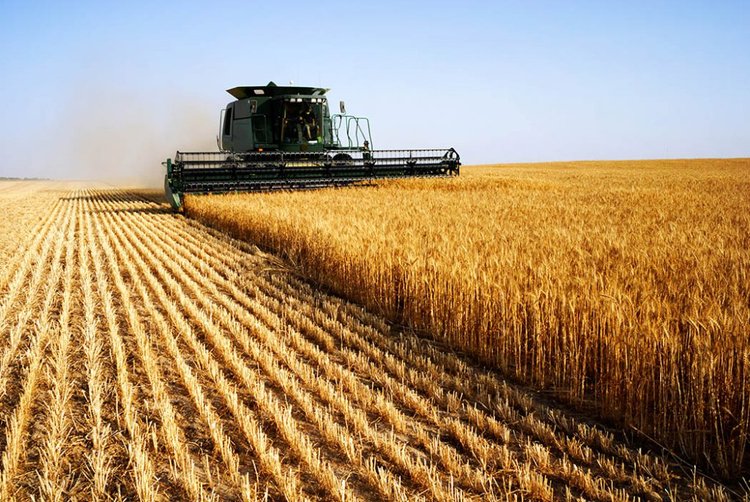 <p>Farming crops like wheat or corn for food.</p>