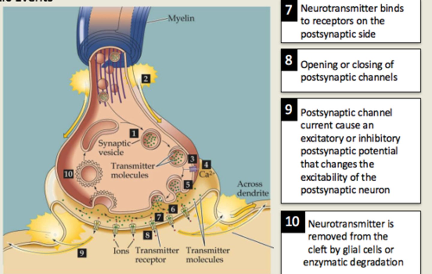 <p>1. Neurotransmitter binds to receptors and causes ligand-gated channels to open. </p><p>2. This can cause:</p><p>- EPSP (Depolarization) – if ligand-gated Na+ channels open (and Na+ enters the postsynaptic cell) </p><p>OR</p><p>- IPSP (Hyperpolarization) – if ligand-gated K+ channels open (and K+ leaves the postsynaptic cell)</p>