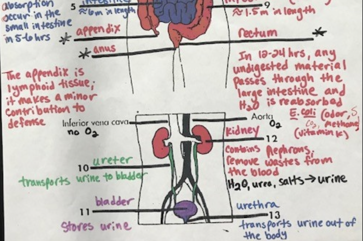 <p>transports urine to the bladder</p>