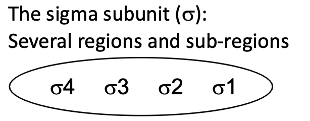 <p>contains many sub-regions that’s have a high specificity for the promoter and their consensus sequences </p><p>prevent transcription starting from anywhere&nbsp;</p>