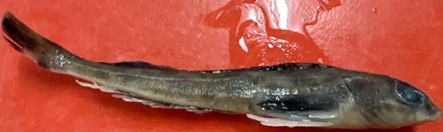 <p>darker color than the longspine, larger eyes, skinnier</p><p>banding pattern on fins, long body</p>