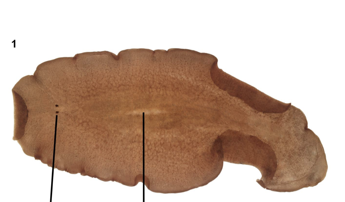 <p>What phylum and order is this organism? What is its habitat and feeding?</p>