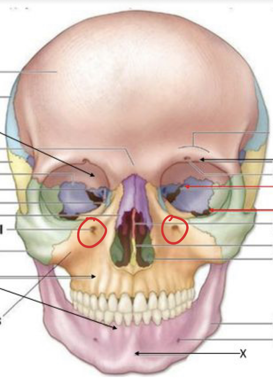 knowt flashcard image