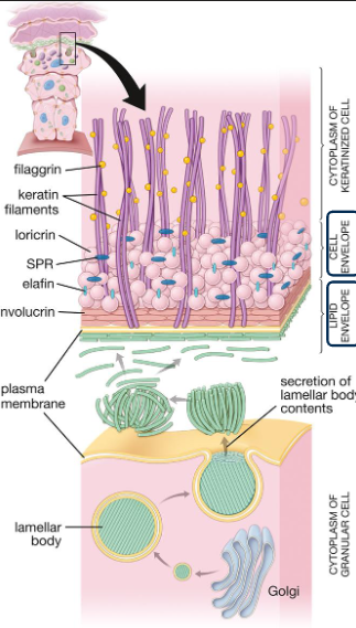 <p>what is the function of keratohyalin granules keratinocytes produce in the stratum granulosum layer?</p>