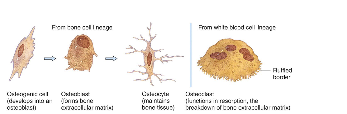 <p>Osteoprogenitor cells: stem cells which differentiate into other types</p><p>Osteoblasts: bone building, synthesize and secrete collagen</p><p>Osteocytes: mature osteoblasts (maintenance)</p><p>Osteoclasts: remodel bones and cause them to release calcium; bone resorption</p>