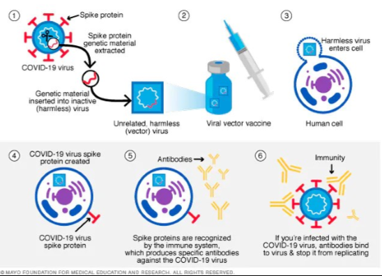 <p>What type of vaccine is shown?</p><ul><li><p>use of a harmless virus</p></li><li><p>memory &amp; specificity</p></li><li><p>ex: Johnson &amp; Johnson, AstraZeneca for COVID19</p></li></ul><p></p>