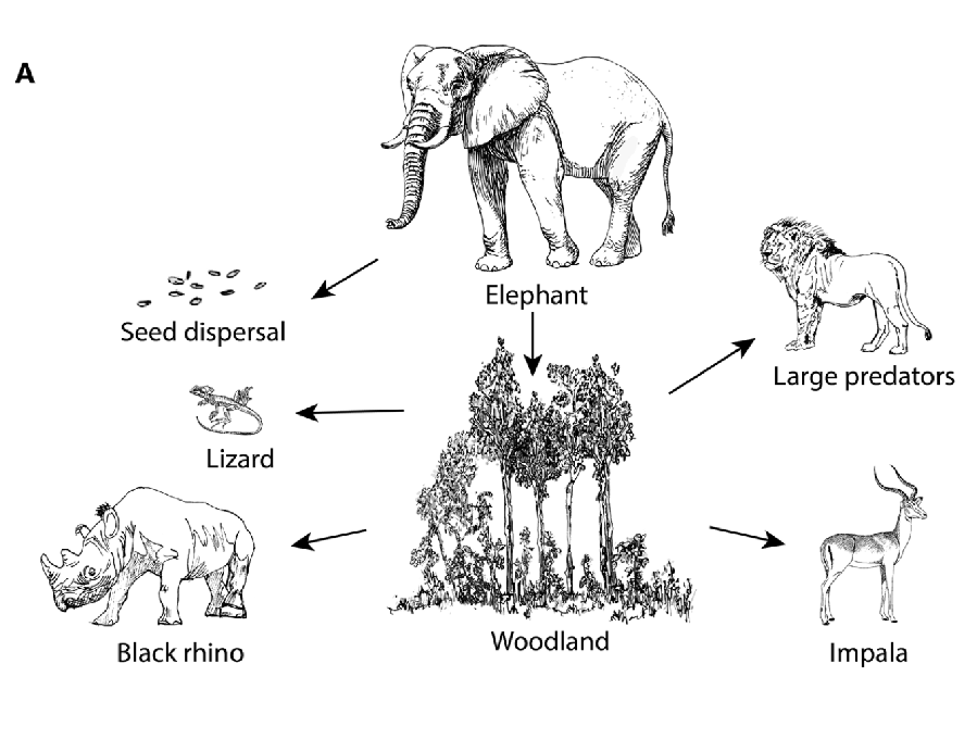 <p>The niche of an organism is the role the species plays in the community, it’s ‘job’. Refers to species’ functional roles in ecological processes and their effects on other species. Ex. Two rhinoceroses, different mouths, different jobs (and impacts).</p><p>Niche is a species’ profession, describes its functional role and impact on other species.</p>