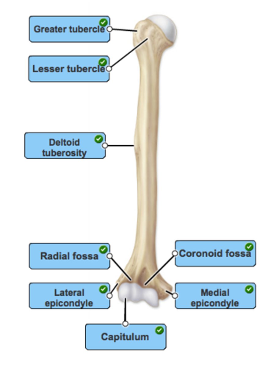 <p>The Arm</p><p>Humerus - long bone</p><p>Head - fits into the shallow glenoid cavity of the scapula</p><p>Greater &amp; Lesser Tubercles - attachment for biceps muscles</p>