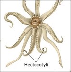 <p>The males passes sperm to female via specialized <mark data-color="yellow">arm - hectocotylus</mark> and the eggs are fertilized in oviduct then are attached to substrate</p>